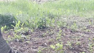 New Growth