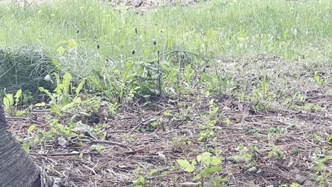 New Growth