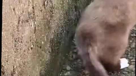 😹 Hilarious Cat Fails Caught on Camera – You Won’t Stop Laughing! 🐾📸