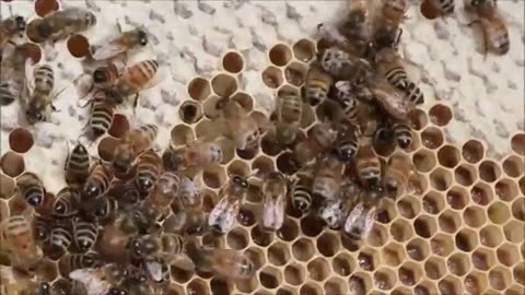 All About Bees: Bee Facts and Information for Children.
