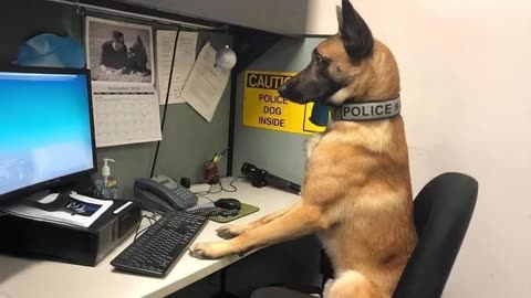 funny belgian malinois