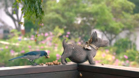 Nature and Animals