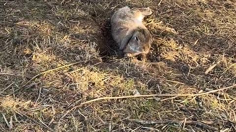 fluffig kaninunge gör dagens hopp