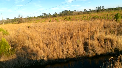 Coastal North Carolina Swamp Music