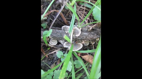 Inner Gratitude Turkey Tail Mushroom August 2023