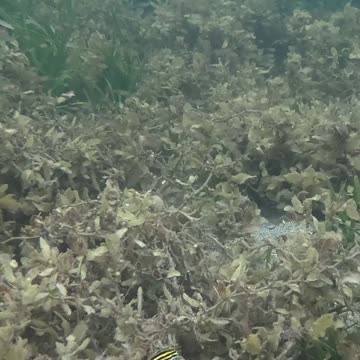 Morning Snorkeling. #mangrove