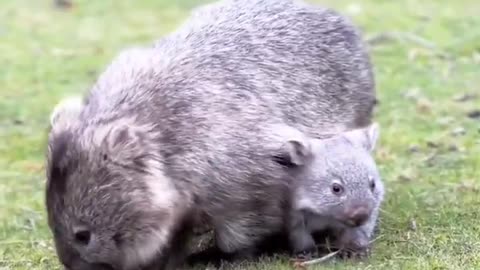 Mama wombat and her little baby..