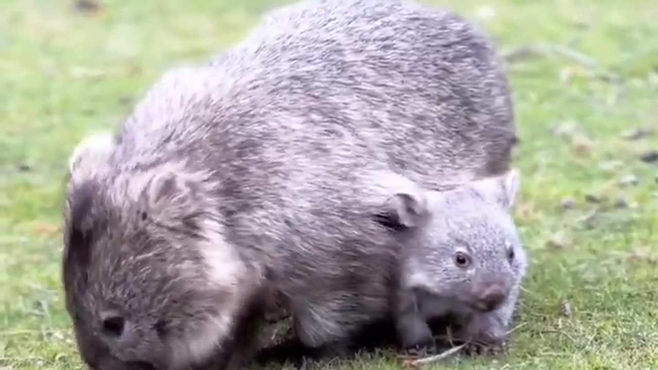 Mama wombat and her little baby..