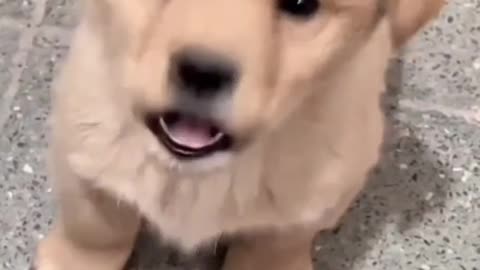 Cutie doggy