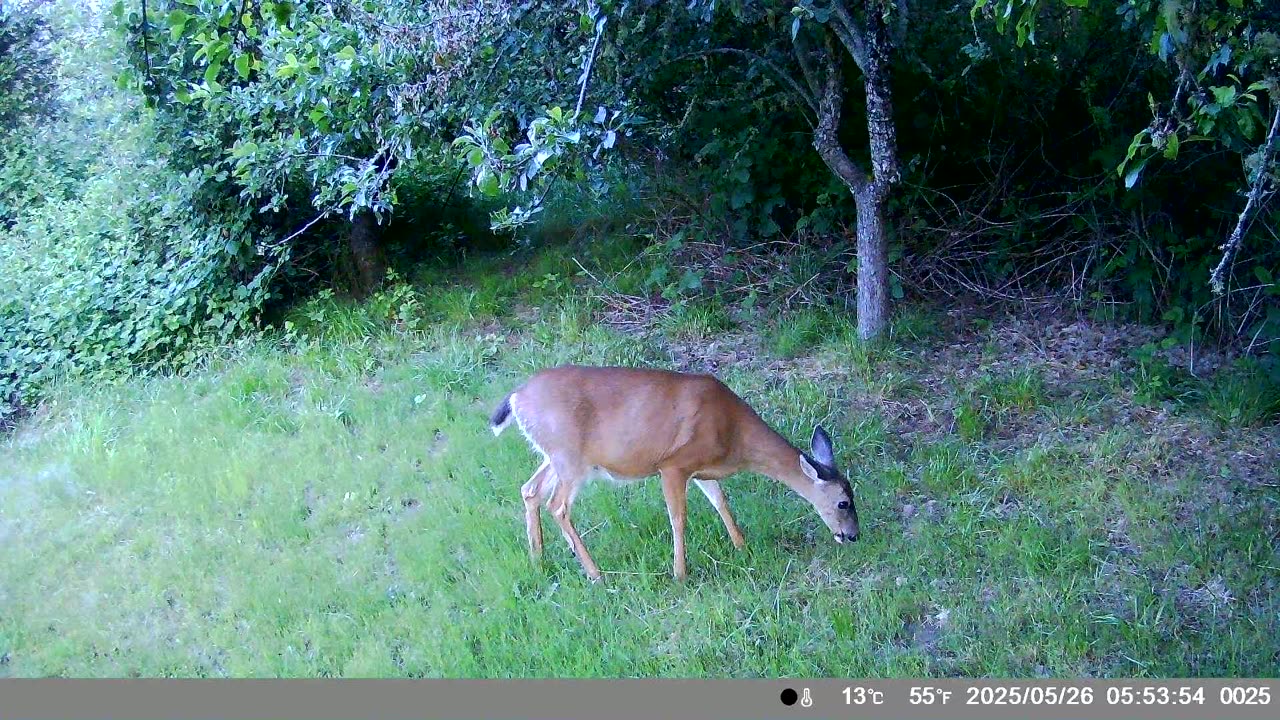 2025 May Trail Cam