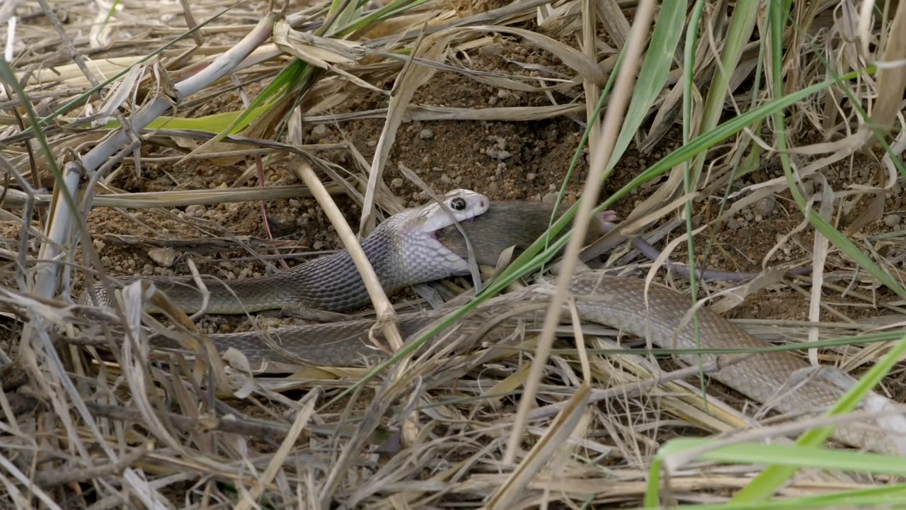 Secrets of Wild Australia: Series 1_Snakes