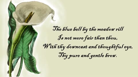 Calla - The Language of Flowers