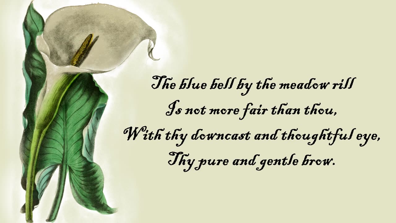 Calla - The Language of Flowers