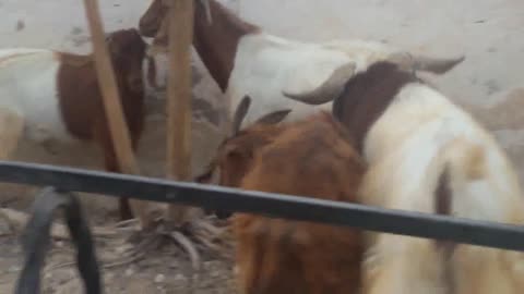 "A Day in the Life of a Goat Farmer"