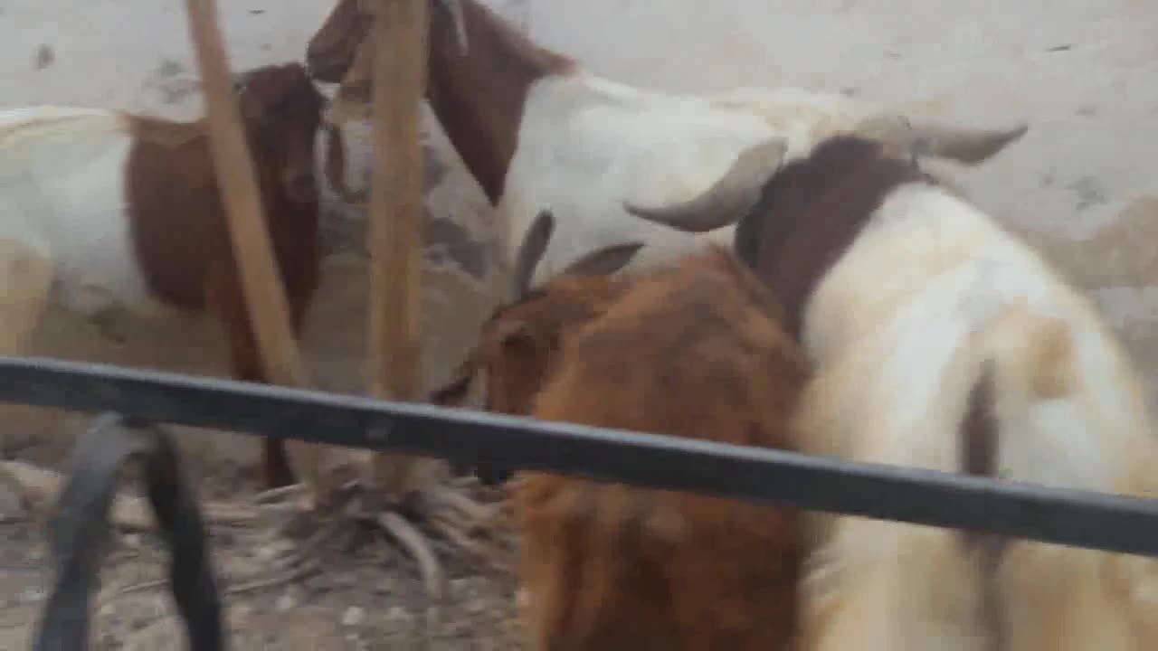 "A Day in the Life of a Goat Farmer"
