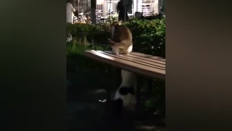 Horses, Raccoons & Cats in Action! 🐴🦝🐱