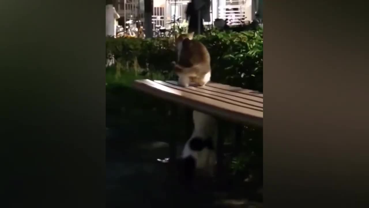 Horses, Raccoons & Cats in Action! 🐴🦝🐱