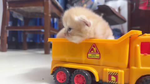love animals