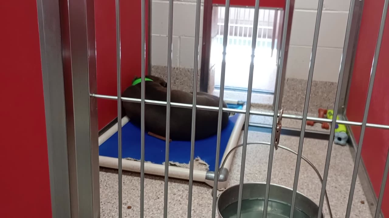 Harold 3y A802909 kennel 5 pod 1 PACC shelter every once in a while he came near