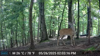 The Woods – 05/27/2025