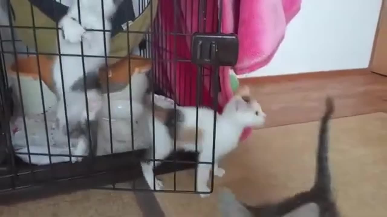 Cats House