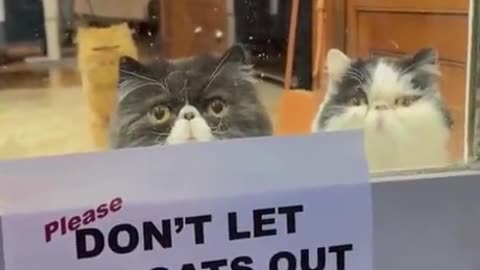 Beware and DONT the CAT! XD