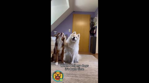 Dogs That Will Make You Smile For DAYS! 😂🐶"