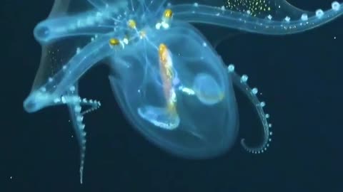 Underwater beauty