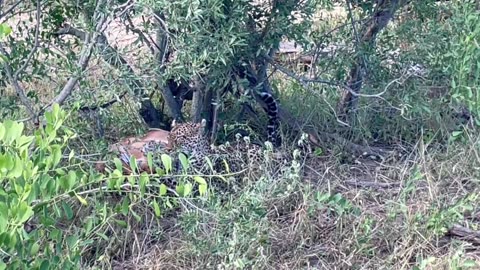 Leopard Takes Down Impala Ram in Intense Hunt 🐆⚡ | Rare Safari Sighting at MalaMala!