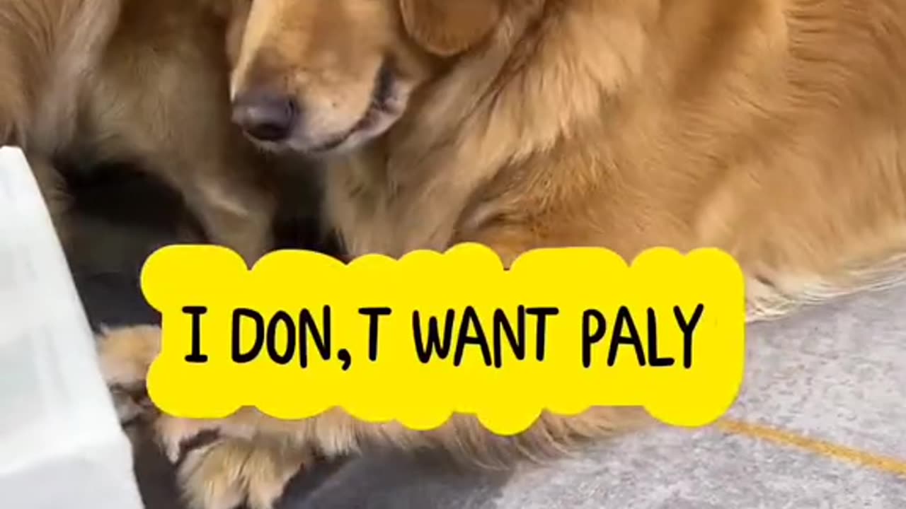 😂 😂 😂 #funny #animal #humor #cats #dogs #pets #rumble #viral #trending 101