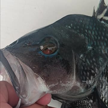 Black Sea bass