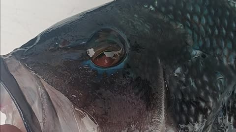 Black Sea bass