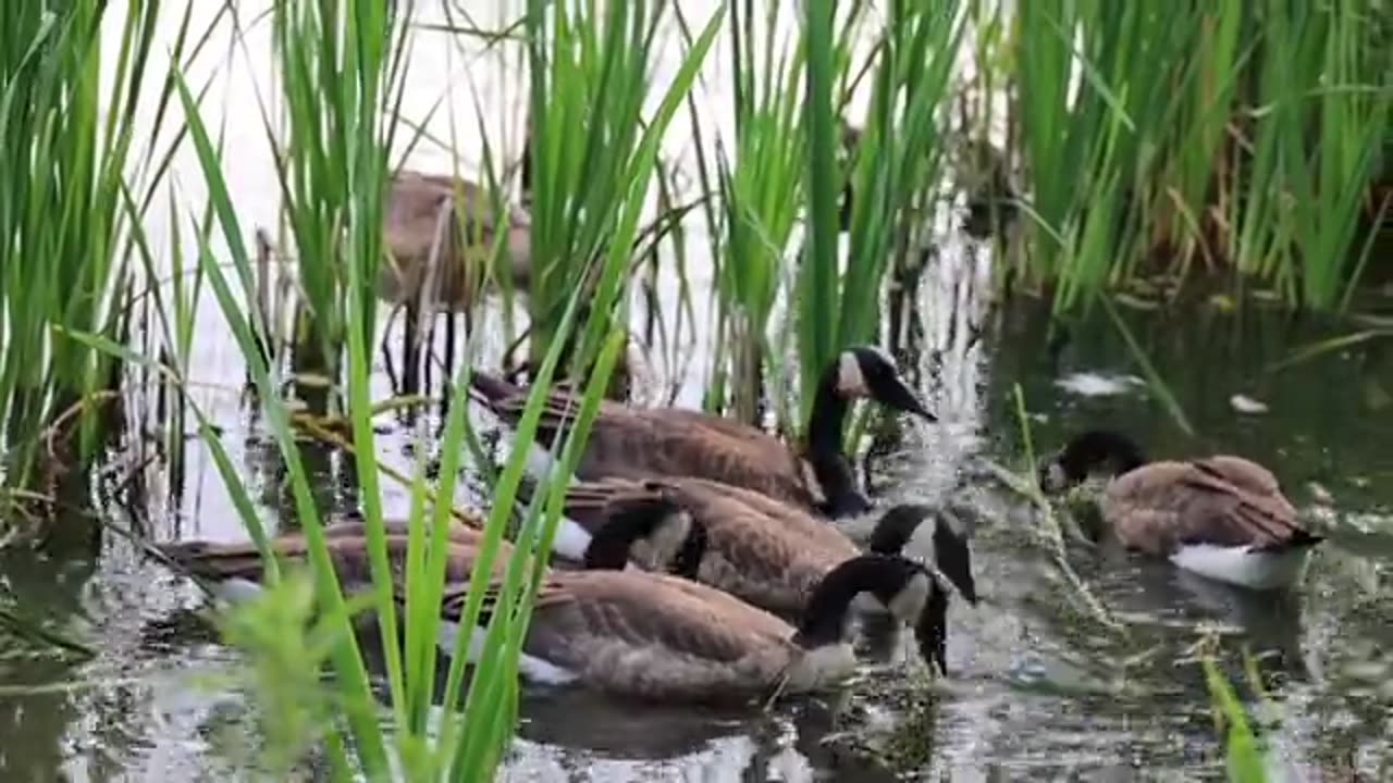 Animals