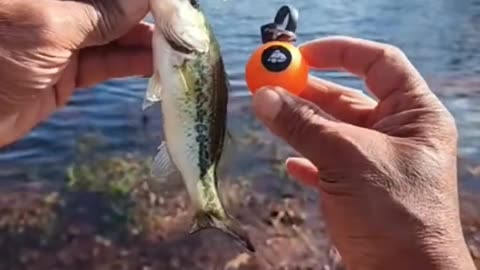 First fish of day #mobile #fishing #livestream #irl