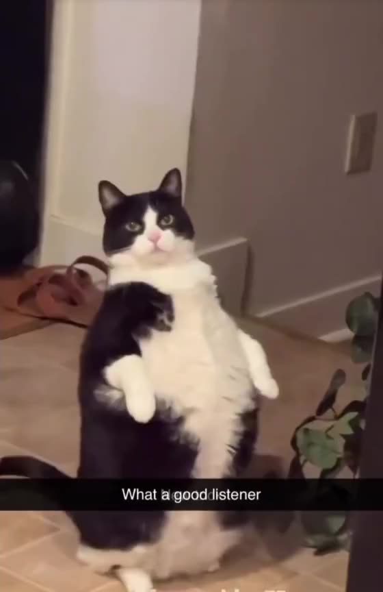 "Fat Cat Fails – Too Funny! 😹"