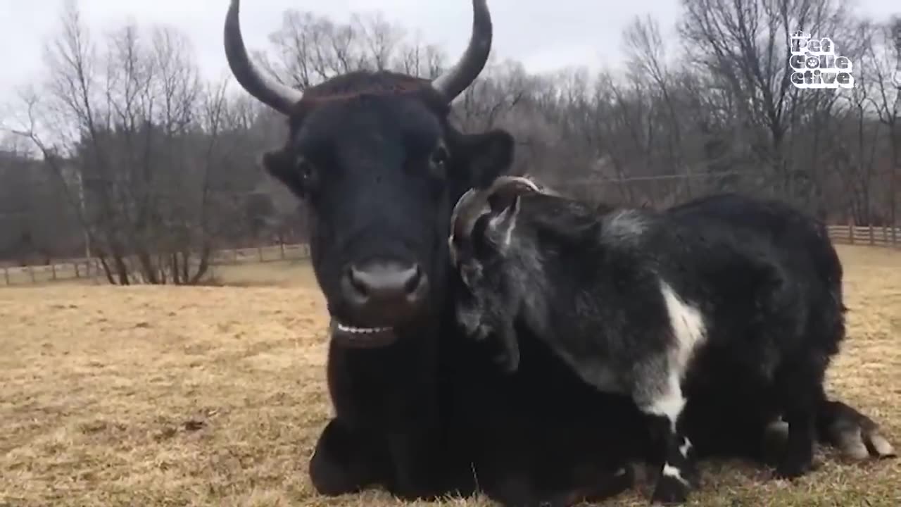 Funny Farm