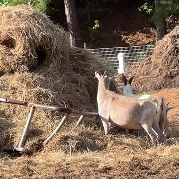 Somebody Fell Off the Hay Bale!!!!