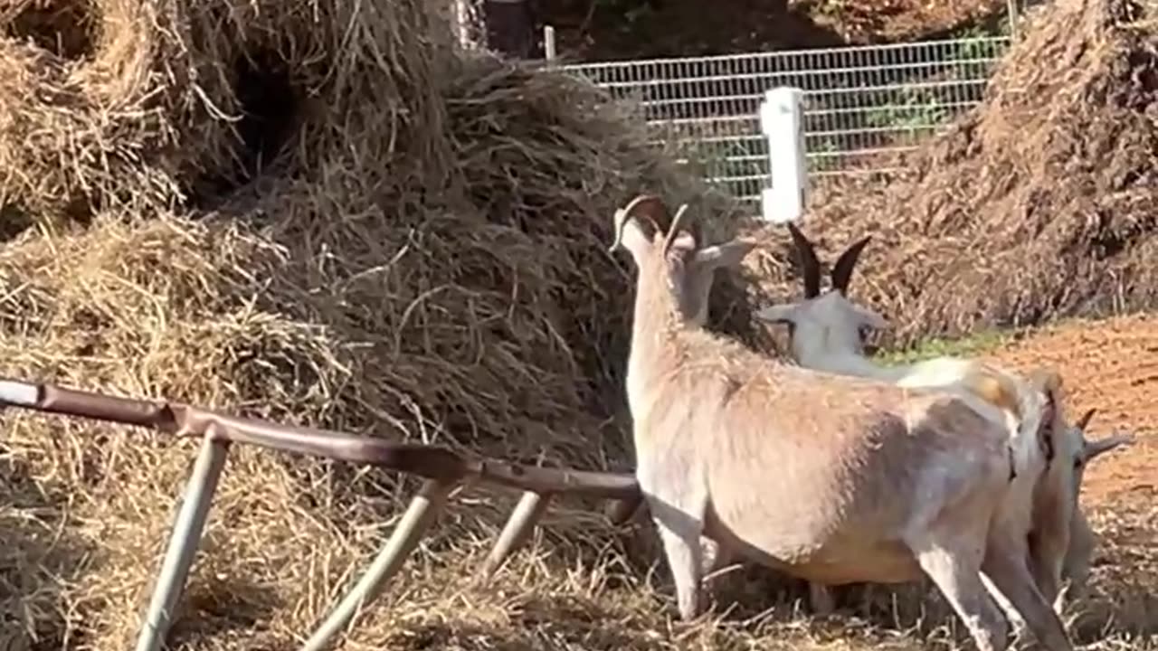 Somebody Fell Off the Hay Bale!!!!