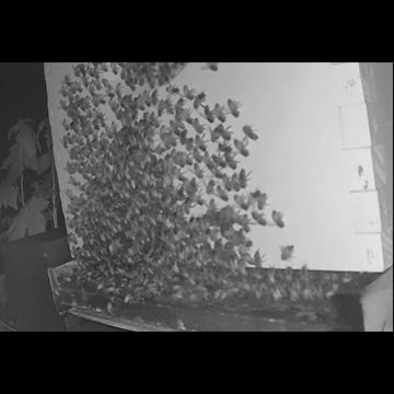 Tuesday Morning Peek