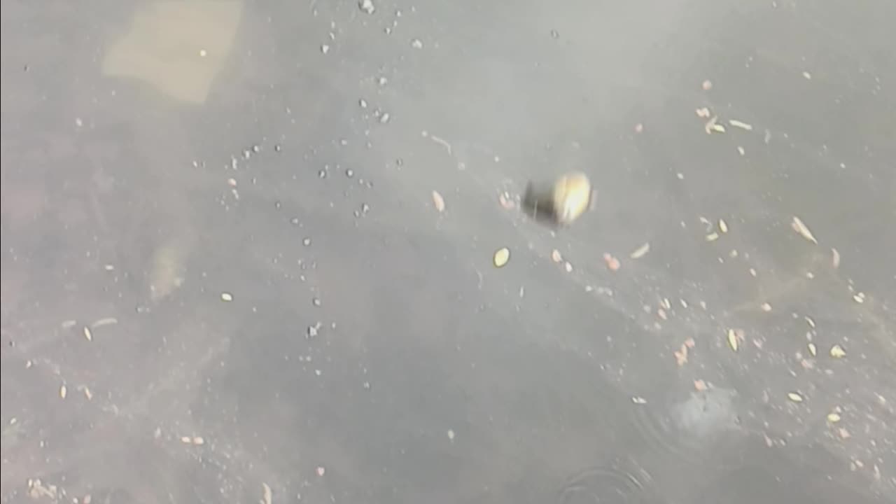 Bluegill fishing