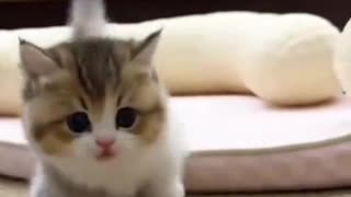 Dog's Comedy Videos 🤣 so cute videos and puppies comedy scenes 😂 so cute 🥰🥰