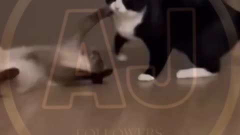 Funny animals video