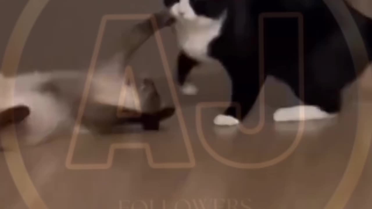 Funny animals video