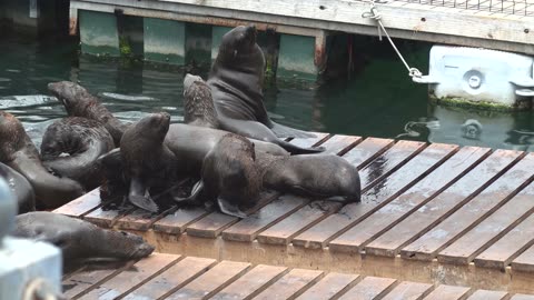 Cute Animal Ep249
