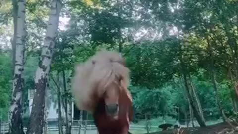 A handsome mane.