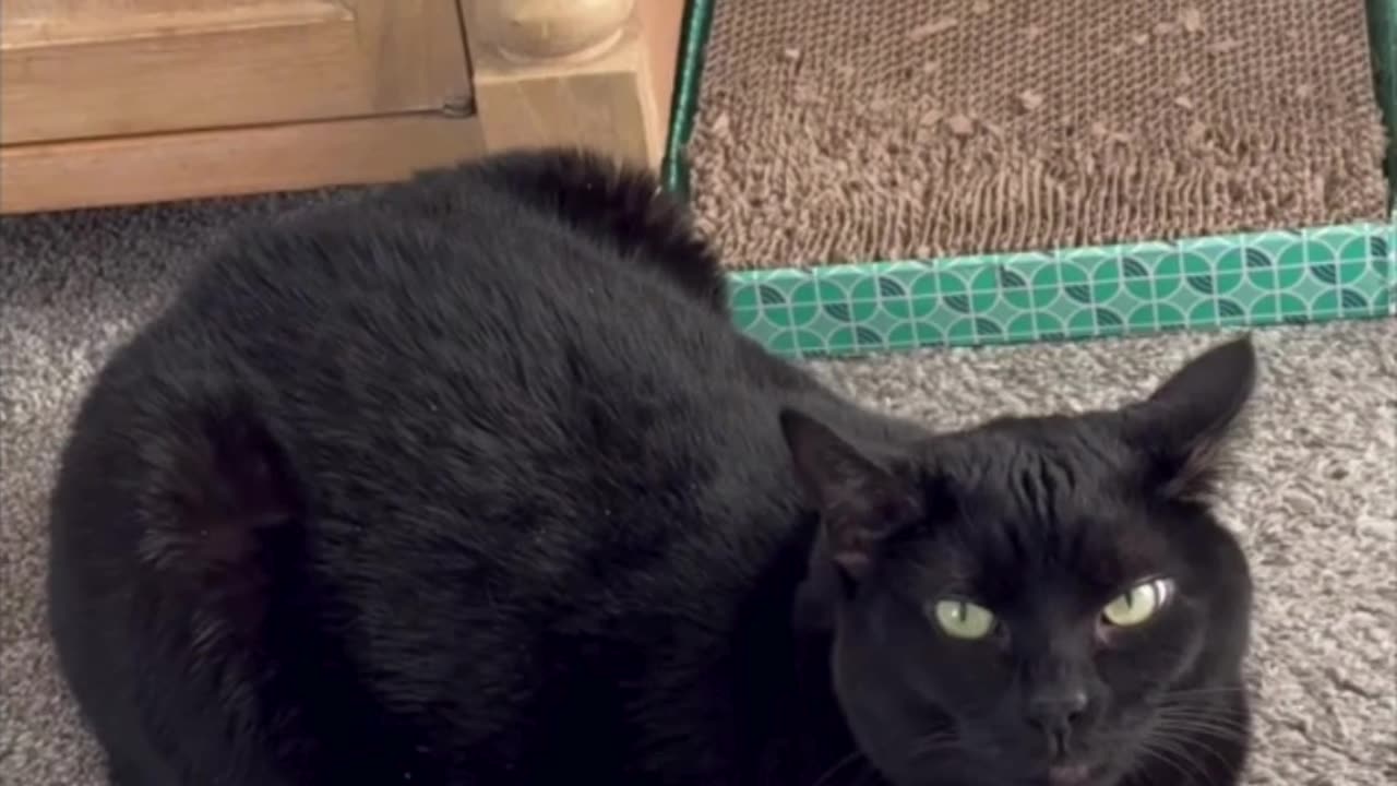 Cute Precious Piper is a Decorative Security Guard - My Adopted Shelter Cat Vlog #shorts