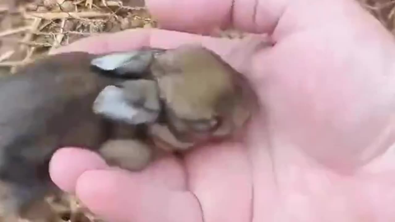 Rescue an animals...