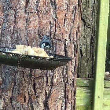 Bird Feeder Fun