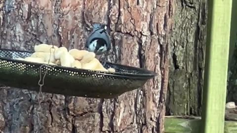 Bird Feeder Fun