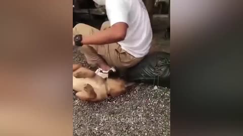 Most funny animal videos!!